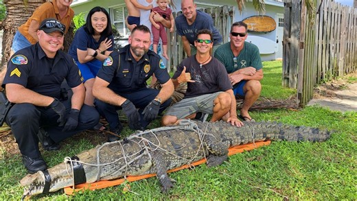 Alligators, once nearly extinct, now flourish throughout the Sunshine State