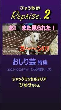 びゅう散歩 -リプライズ2「お尻芸特集」 #jackrussellterrier #ジャックラッセルテリア#ジャックラッセル