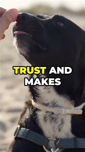 Stop Bad Dog Behavior Naturally.#dogtraining #stopbarking #dogbehavior #doghelp#shorts