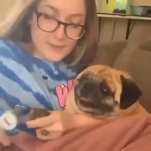 4.7K views · 265 reactions | Overly Dramatic Doggo | Life Is Weird | Facebook