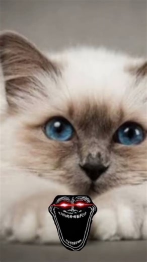 ну как вам ето порода кошек