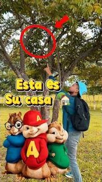 El árbol de alvin y las ardillas