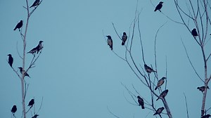 35K views · 402 reactions | Gratitude is the primary moral framework for life in God...Abundance is the reality...Table fellowship leads to resistance...Set a true table. Grateful is a six-session film series with Diana Butler Bass around the ideas in her book "Grateful: The Transformative Power of Giving Thanks." (Includes: a discernment and discussion gude, and film transcripts). Learn more: https://www.theworkofthepeople.com/grateful-series | The Work of the People | Facebook