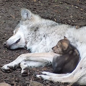 Wolves are kind. Wolves are loyal. Wolves are loving. Be like a wolf 🐺 | Wolf Conservation Center