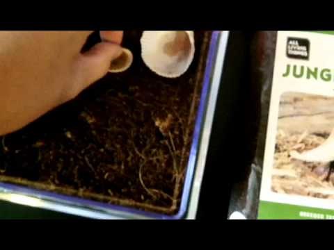 How To Set Up A Hermit Crab Habitat