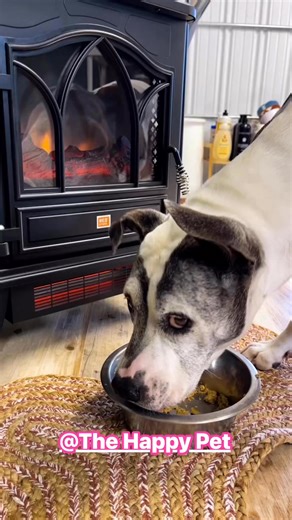 Chispita is one satisfied pup this morning. Eating like royalty in front of the warm fireplace on this cold and brisk morning. At The Happy Pet we strive for the comfort and well being for all the dogs. 🐶 🐾 Their needs are our PRIORITY 😁🐾🥰 For spoiled dog boarding, call or text Candace today at (772)353-7753 ☎️ | The Happy Pet