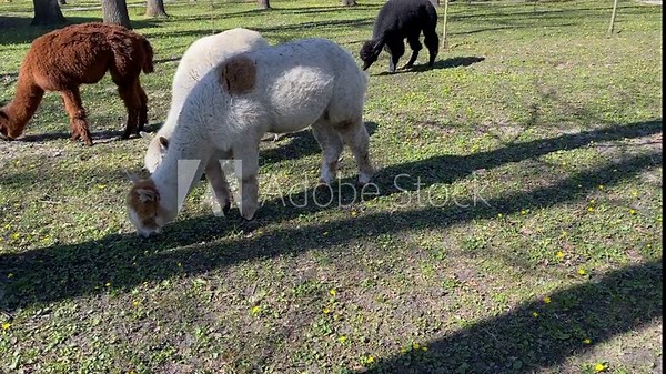 Several lamas chewing the grass in a meadow