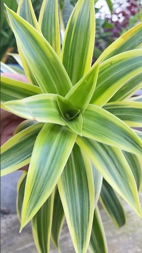 song of india plant Cuttings/ Propagation/Dracaena reflexa propagation in the Easiest method#train
