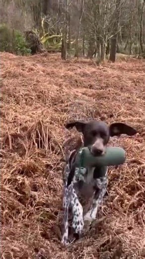 Meah on short mark in bracken