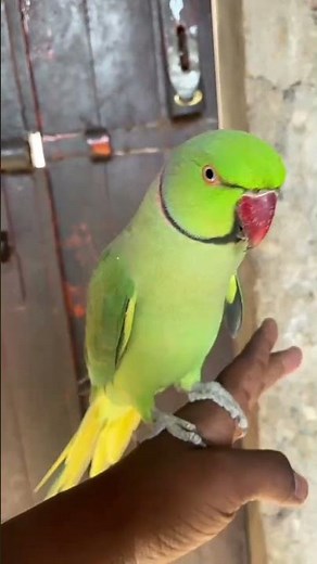 We Taught a Parrot to Talk Using Hand Signals