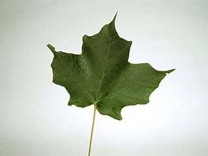 Common Deciduous Trees in Your Neighborhood (in the Ontario Region)