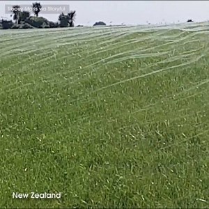 A massive spiderweb created by thousands of spiders fleeing a flood in New Zealand. "I screamed pretty loudly at my discovery." http://6abc.com/1884129 | 6abc Action News