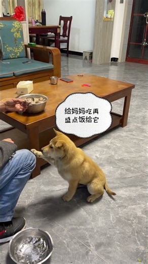 The puppy also knows to be filial and grateful #dog #smartdog #funny