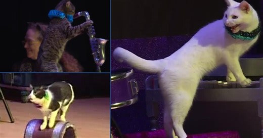 Amazing Acro-Cats circus troupe visits Richmond: 'You can train cats'