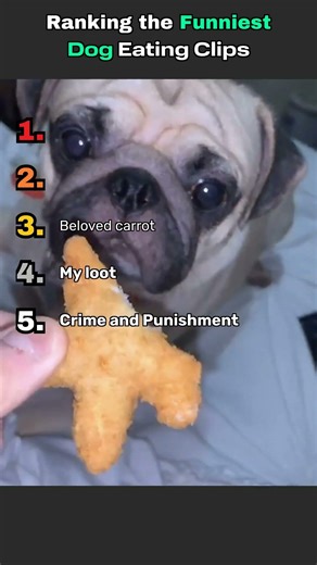 Ranking the Funniest Dog Eating Clips #animals #pets #puppy #dog #dogs #dogshorts #dogeating