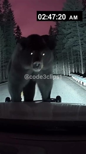Bear Walks Up To Cop Car At Night