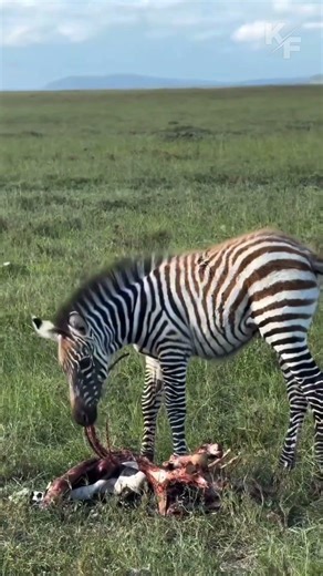 When nature shows its face #wildlife #shorts