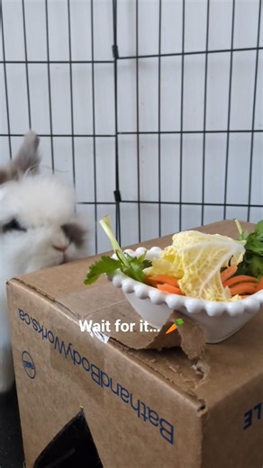 The audacity of this Black Lab 🖤🥕🐰