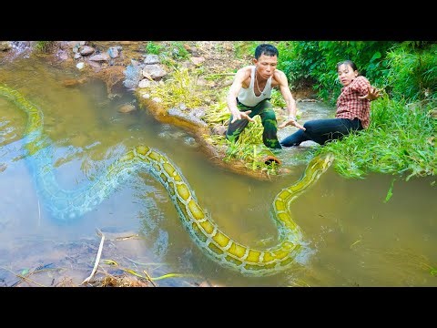 Unexpected Danger! Harvesting 1000+ Fish — Suddenly, A Giant Golden Python Appears in the Stream!🐍
