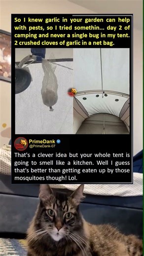 Smell like pasta or get bitten 🧄 | funny memes | relatable American memes | primedank