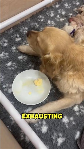 Golden Retriever Supermom #dogmom #puppies #viralanimals