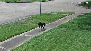 This dog running like crazy.
