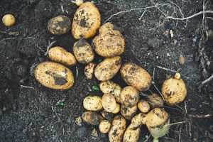 Project GREEEN backs research into new way of breeding potatoes