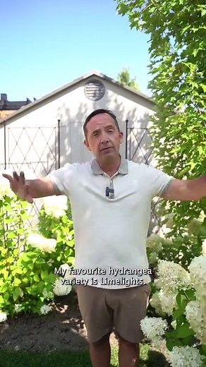 20K views · 480 reactions | Lightlight Hydrangeas: Your Backyard's...