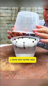 4 Chinese Plant Propagation Tricks That Multiply Plants Fast 🌱 | Orchid, Rose, Money Tree, Succulent