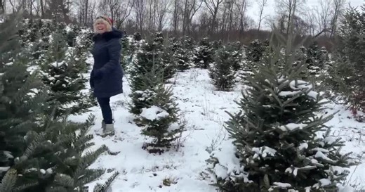 The search for the perfect Christmas tree in West Michigan