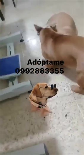 14 reactions · 54 shares | Caso Externo Somos Augusto y Felipe Dos...