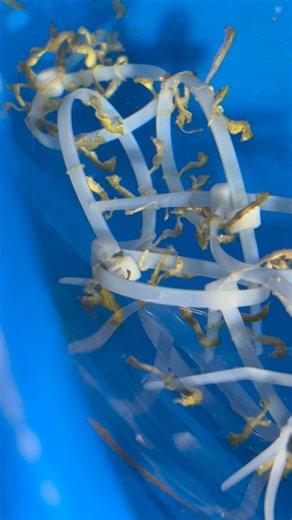 Dwarf seahorses are looking gorgeous and displaying nice colors!! Find them here 👉 https://seahorsesavvy.com/collections/dwarf-seahorses-and-supplies Eating live enriched baby brine shrimp. We offer them live brine shrimp to allow these grazers to eat throughout the day. These are slow eaters and sit and wait for their food to come to them. These tiny seahorses only reach 3/4-1 inches as full grown adults. They do best in a 4-10 gallon aquarium where their food can be kept dense, large frequent