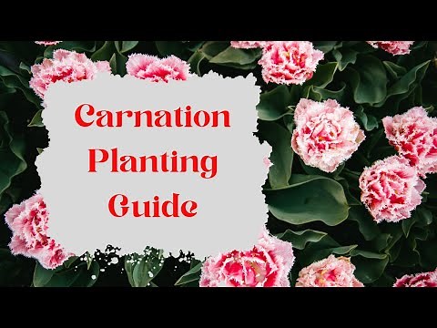 Carnation Planting FAQs Your Complete Guide to Growing Carnations