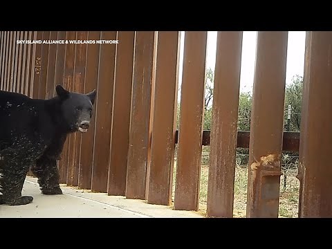 Evidence by research group shows US-Mexico border wall has impacts on wildlife