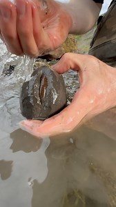 Here is a limestone rock that we found in a loose shale slab and opened up on the beach with our geology hammer 🏝🌊 The surrounding shale is softer than the limestone and is easily removed. Inside was a beautiful Dactylioceras ammonite from the Jurassic along with a belemnite (fossil squid) 😍🦑 This ammonite is around 180 Million Years Old 💀 If you would like an ammonite rock to crack open, please message us directly on yorkshire fossils or visit our website yorkshirefossils.NET for nodule bu