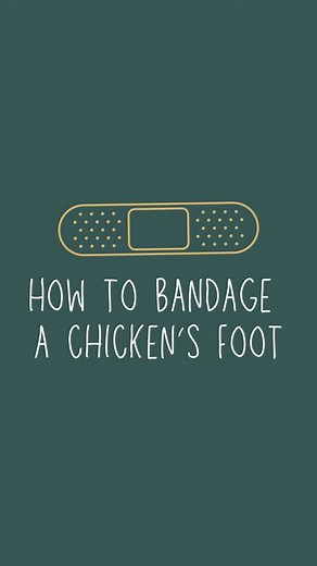Katie Krejci, RD | The Homesteading RD on Instagram: "Chicken foot injuries are inevitable if you own chickens! Chickens are busy creatures who love spending their day scratching, pecking and jumping from high places. It’s inevitable that they’ll end up with a scratch or puncture from a stick, sharp rock or thorn at some point. Have you ever heard of bumblefoot? Bumblefoot is a common foot infection that starts with a simple foot injury, but can quickly spiral out of control. Since we have so ma