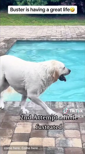 Funny Dog Buster Jumps in Swimming Pool