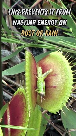 You didn't know this about the Venus Fly Trap