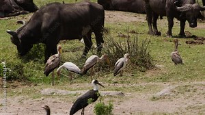 A large hippo (Hippopotamus amphibius) walking around a river bank and eating grass. There is a small red-billed oxpecker (Buphagus erythrorynchus) eating off of the back of the brown Hippo.