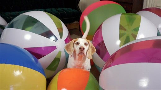 Beach ball birthday bash leaves cute beagle floored paw-sitively