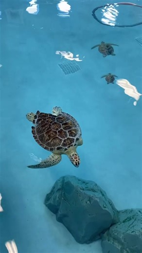 Meet Sweet Pea, the green sea turtle ambassador at Navarre Beach Sea Turtle Conservation Center! 🐢💚 Rescued after severe injuries, Sweet Pea now calls Navarre home and helps teach visitors about sea turtle conservation and the importance of protecting our oceans. Planning a trip? Don’t miss the chance to see Sweet Pea up close and learn how you can help protect these incredible creatures. 🌊 Visit the center and make memories that matter! | Relax in Navarre Beach