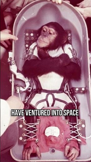 Incredible Animals Sent to Space