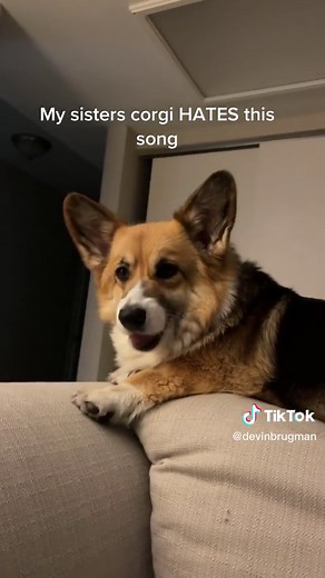 😂 gets her every time #corgi