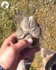 "Hello, yes this is dog." 📞😂 | Go Fetch