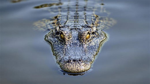 Crocodile gets terrifyingly close to dog