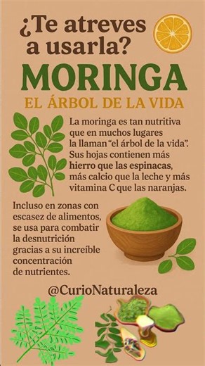 La Moringa es el árbol de la vida #moringa #plantas #remediosnaturales