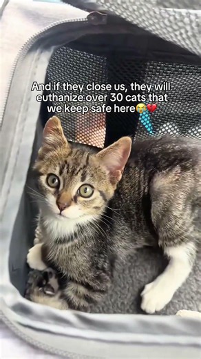 Every donation, share, and comment helps—link in bio 🤍🐾 #community #cat #kitten #animals