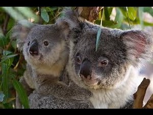 New Koala Exhibit Debuts at San Diego Zoo