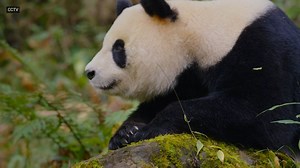 The wild giant panda population in parts of China is growing. Researchers determined this by using a unique and inexpensive method. #worldpandaday | Pattrn | Facebook