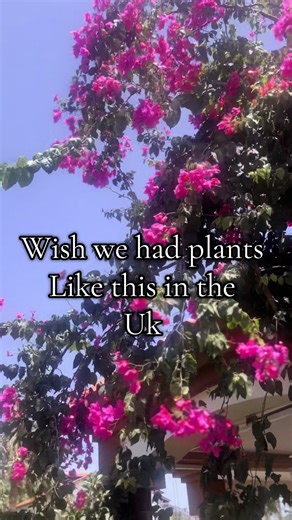 Amanda Whitby-Harvey on TikTok